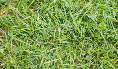 The texture is green grass