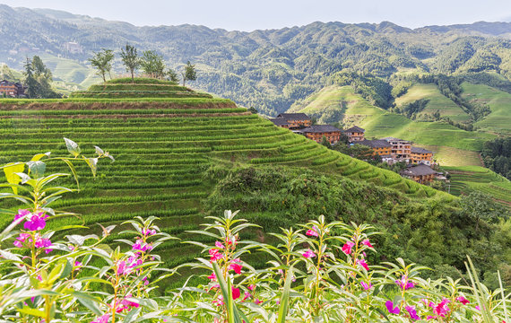 Idyllic Chinese village in Longji rice terraces.
