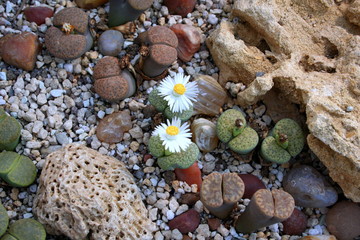Mini flowering cactus