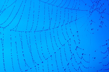 Water drops on spider web over blue background.
