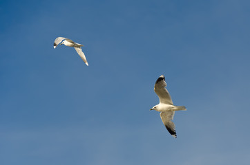 Seagulls in the sky