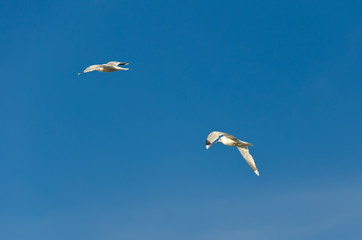 Seagulls in the sky