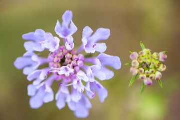 Coppia di fiori ripresi dall'alto