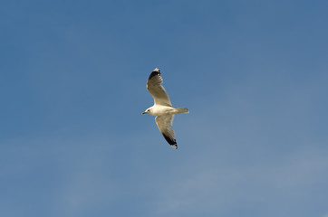 Seagull in the sky