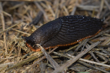 MACRO