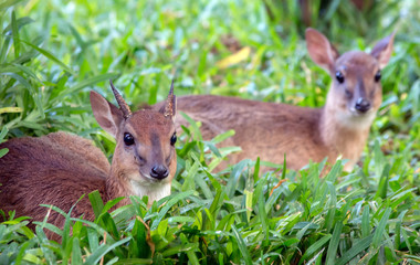 Kirk's dik-dik. A some of the world's smallest antelope. Selective focus.