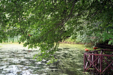 Moscow, Russia, garden Apothecary garden: pond