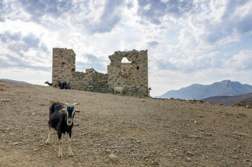 Fototapeta na wymiar Goats on a hill in Kalymnos island, Dodecanese, Greece