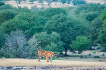 Obraz na płótnie Canvas Ladali T8 Tigress from Ranthambore Tiger Reserve
