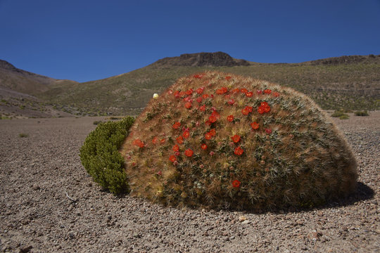 Flowering cacti (Cumulopuntia boliviana) high on the Altiplano of northern Chile in Lauca National Park.