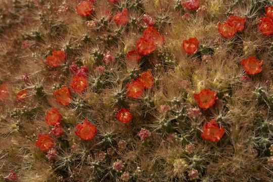 Flowering cacti (Cumulopuntia boliviana) high on the Altiplano of northern Chile in Lauca National Park.