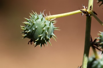 Obraz premium Castor Oil Plant