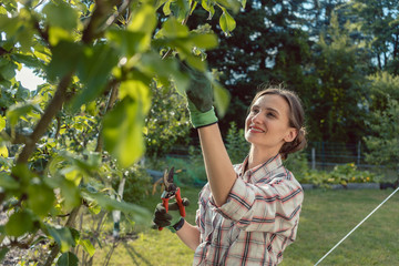 Naklejka na ściany i meble Woman in garden outdoors checking fruit tree 