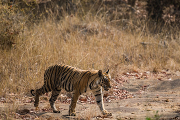 Obraz na płótnie Canvas Rajbhera Tigress From Bandhavgarh National Park, India