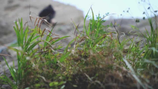 Extreme rock climber climbs difficult route view through the grass on the mountains. 3840x2160, 4k