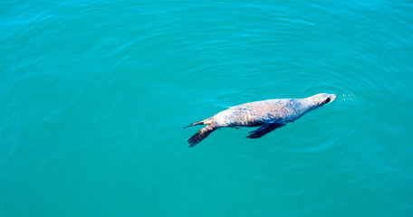 sea lion