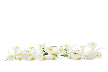 Bouquet de fleurs d& 39 iris isolé sur fond blanc