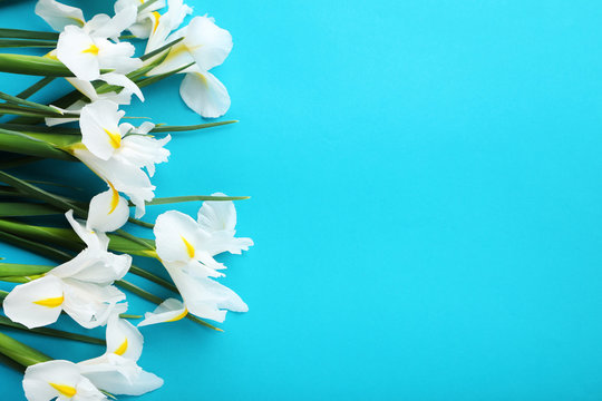 White iris flowers on blue background