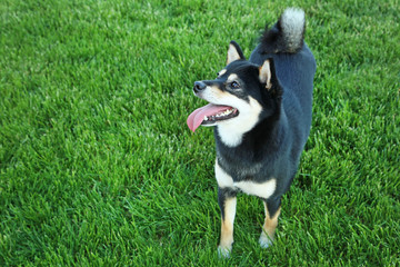 Black shiba inu dog on green grass