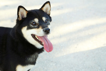 Beautiful black shiba inu dog