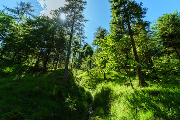 sunlight passing through the forest