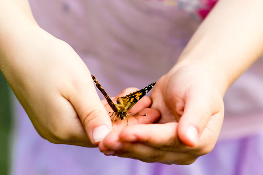 Child Holding Painted Lady or Cosmopolitan Butterfly in Hands