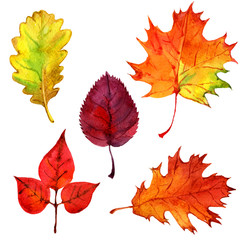 Autumn leaves, isolated on white background, watercolor illustration