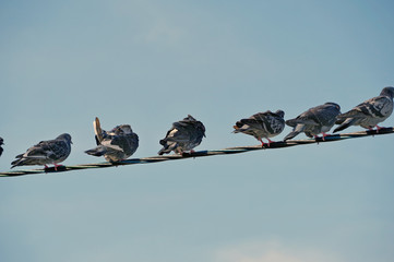 pigeons sit on wires