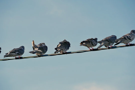 pigeons sit on wires