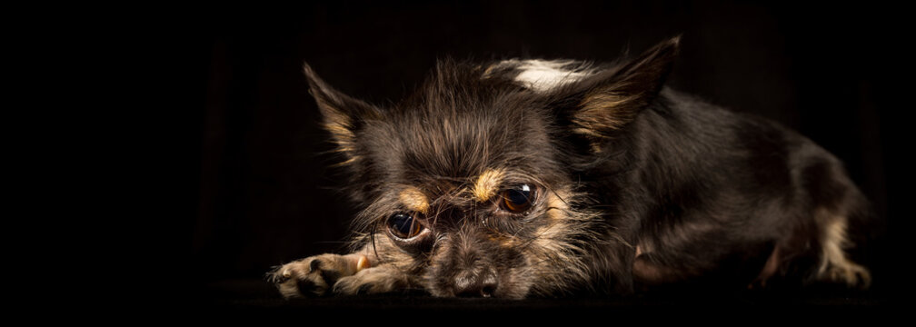 Chihuahua Yorkshire Terrier mongrel, sweet dog on black background
