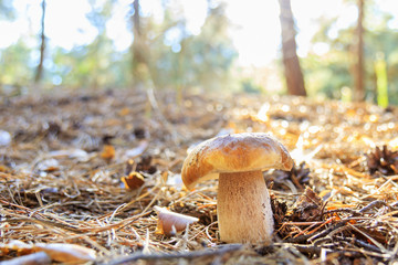 mushroom grew up in a pine forest