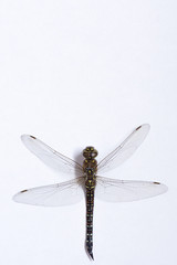 A macro photograph of a brown dragonfly