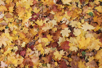 Herbstlaub klein