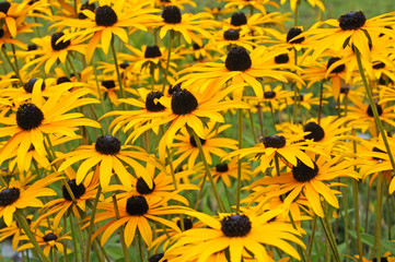 Blumenbeet mit Rudbeckien