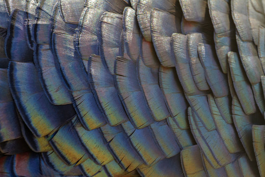 color turkey feathers