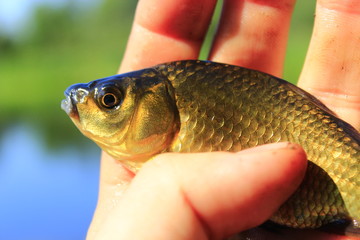 Prussian carp in the hand
