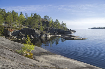 Fototapeta na wymiar A small birch on the rocky shore of Lake Ladoga.