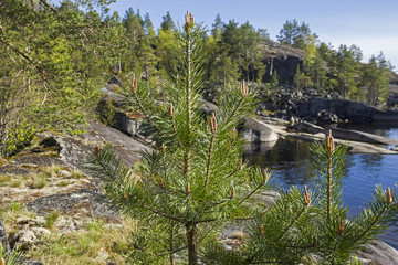 Fototapeta na wymiar A small pine on the shore of the Ladoga Lake.