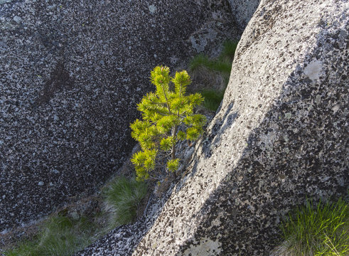 A small pine in the crevice of a granite rock.