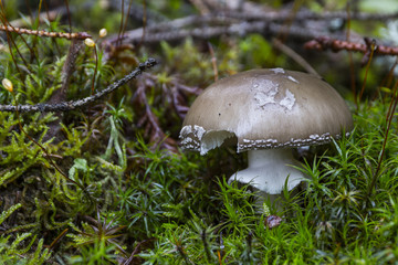Champignons du Grésivaudan - Belledonne - Isère.