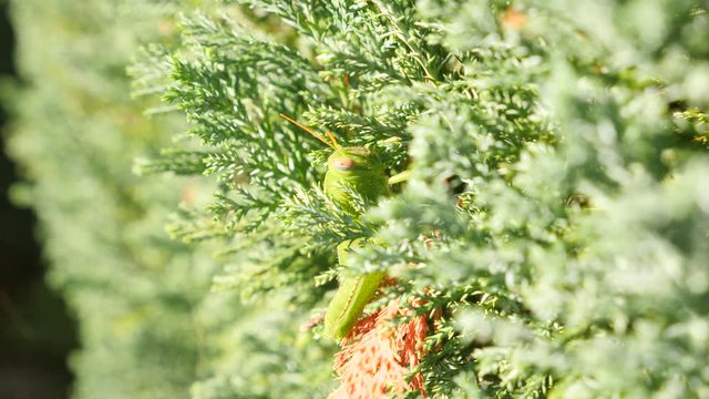 Green Grasshopper. Macro, Colorful. 4k slow motion