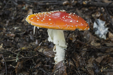 Champignons du Grésivaudan - Belledonne - Isère.