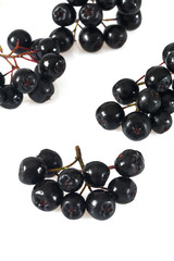 black chokeberry isolated on white