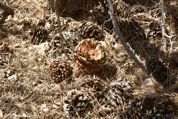 pine cones on the ground with pine needles.