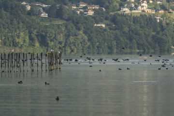 Lac du Bourget - Savoie.
