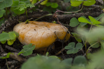 Champignons du Grésivaudan - Belledonne - Isère.