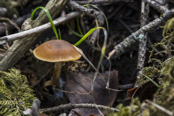 Champignons du Grésivaudan - Belledonne - Isère.