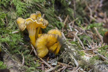 Champignons du Grésivaudan - Belledonne - Isère.