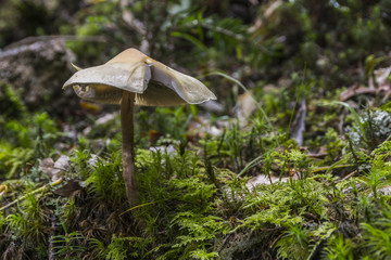 Champignons du Grésivaudan - Belledonne - Isère.