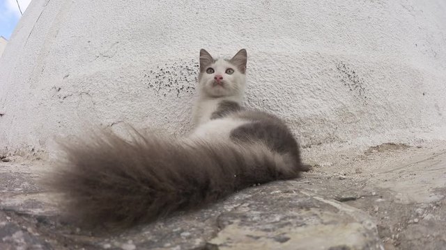 Gatto con la coda lunga e soffice